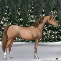 Horse Color:Brown Pearl Sabino 