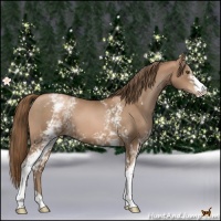 Horse Color:White Spotted Liver Chestnut Pearl