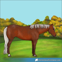Horse Color:Unknown 