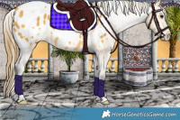 Horse Color:White Spotted Buckskin Appaloosa