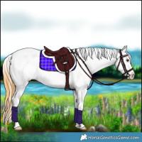 Horse Color:White Spotted Buckskin Dun Sabino Appaloosa