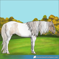 Horse Color:Silver Buckskin Roan Dun Tobiano 