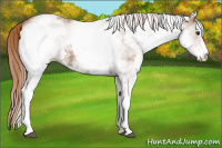 Horse Color:White Spotted Chestnut 