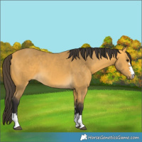 Horse Color:Buckskin 