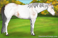 Horse Color:White Spotted Bay 