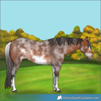 Horse Color:White Spotted Bay Roan Frame 