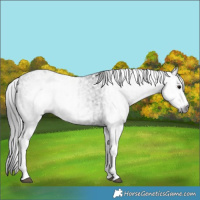 Horse Color:Gray White Spotted Black  and Gray White Spotted Black 