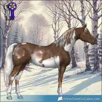 Horse Color:White Spotted Liver Chestnut Mushroom Splash Rabicano and Chocolate Palomino Rabicano