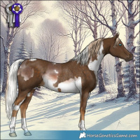 Horse Color:White Spotted Liver Chestnut Mushroom Splash Rabicano and Chocolate Palomino Rabicano