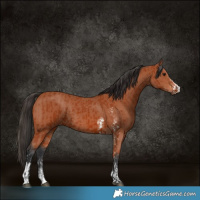 Horse Color:Bay Sabino Rabicano  and Bay Sabino Rabicano 