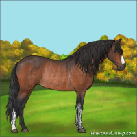 Horse Color:Brown Rabicano and Brown Rabicano