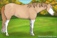 Horse Color:Gold Champagne Splash