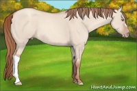 Horse Color:Gold Champagne Dun 