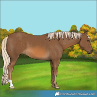 Horse Color:Chocolate Palomino 