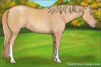 Horse Color:Gold Champagne
