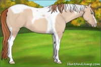 Horse Color:Gold Champagne Dun Tobiano 