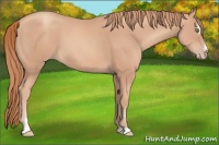 Horse Color:Gold Champagne Sabino 