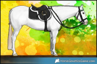 Horse Color:Buckskin Appaloosa 
