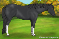 Horse Color:Black 