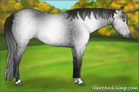 Horse Color:Gray Black
