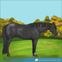 Horse Color:Black 