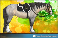 Horse Color:Buckskin Roan Appaloosa