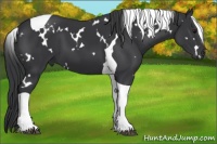 Horse Color:White Spotted Black Tobiano 