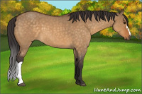 Horse Color:Buckskin Roan Dun 