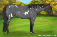 Horse Color:White Spotted Blue Roan