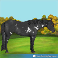 Horse Color:White Spotted Black