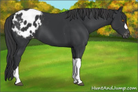 Horse Color:Black Appaloosa 