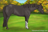 Horse Color:Smoky Black 