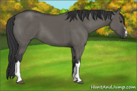 Horse Color:Grullo 