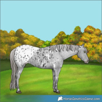 Horse Color:White Spotted Black Appaloosa 