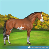 Horse Color:Bay Splash Frame Rabicano 