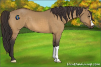 Horse Color:Buckskin Dun 