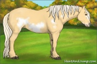 Horse Color:Palomino Frame 