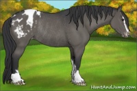 Horse Color:Black Sabino Appaloosa Rabicano 