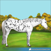 Horse Color:Black Appaloosa 
