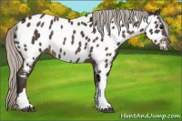 Horse Color:Silver Brown Appaloosa 