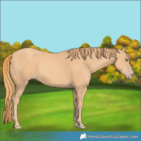 Horse Color:Gold Champagne 