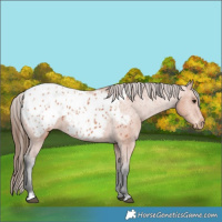 Horse Color:Bay Appaloosa 