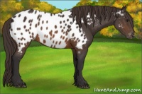 Horse Color:Buckskin Appaloosa 