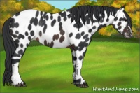 Horse Color:Brown Appaloosa Rabicano 