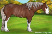 Horse Color:Silver Brown Sabino Rabicano 