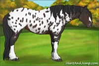 Horse Color:Brown Appaloosa 