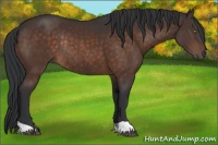 Horse Color:Brown Rabicano 