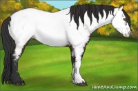 Horse Color:Brown Appaloosa Rabicano 