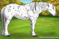 Horse Color:Brown Appaloosa Rabicano 