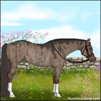 Horse Color:Liver Red Dun Rabicano Brindle